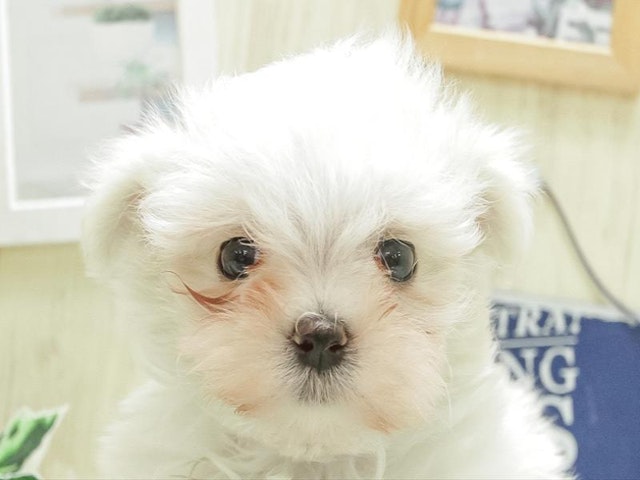 長野県のマルチーズ (ペッツワン塩尻店/2024年3月3日生まれ/女の子/ホワイト)の子犬